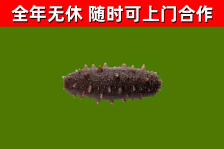 海州回收海参干